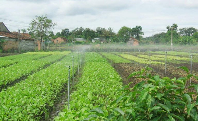 Hệ thống tưới nước thông minh tự động cho vườn cây ở Vinh, Nghệ An
